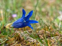 Stängelloser Enzian